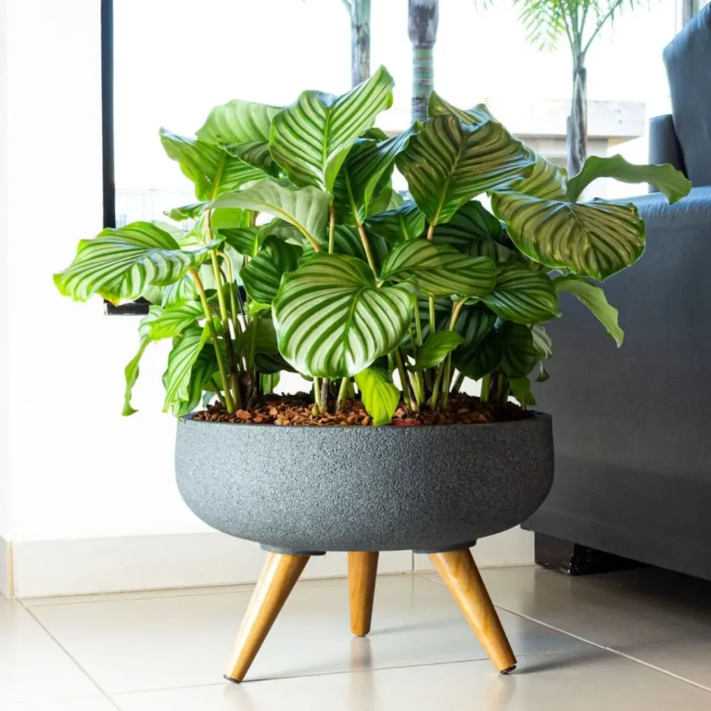 Design sem nome - 2026-05-26T141259.290.webp